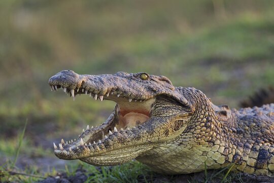Nile Crocodile (Crocodylus niloticus), basking at the bank of the Chobe River, by opening its mouth to control their body temperature, Chobe National Park, Botswana