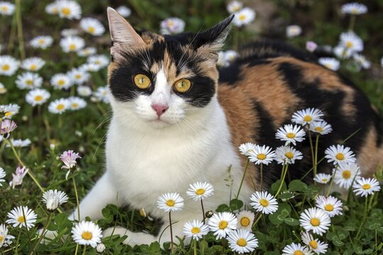 (Felis catus), tricolor, tortoiseshell cat, located in Common daisy (Bellis perennis), Baden-W&uuml;rttemberg, Germany