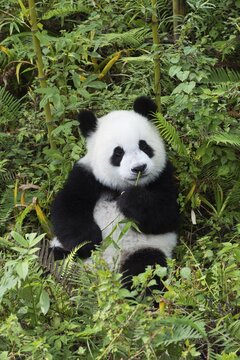 Giant Panda (Ailuropoda melanoleuca), 2 years, China Conservation and Research Centre for the Giant Panda, Chengdu, Sichuan, China