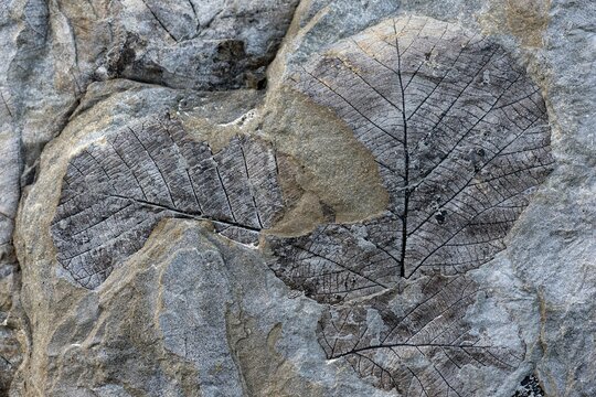 Fossils of deciduous leaves, 35-40 million years old, found on Longyearbreen Glacier, Longyeardalen valley, Spitsbergen Island, Svalbard Archipelago, Svalbard and Jan Mayen, Norway