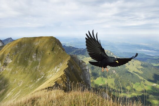Alpine Chough (Chough graculus), in flight, approaching, Pilatus, Luzern, Canton of Lucerne, Switzerland