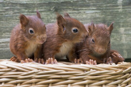 Eurasian red squirrels (Sciurus vulgaris), three young animals sitting on a basket, Emsland, Lower Saxony, Germany