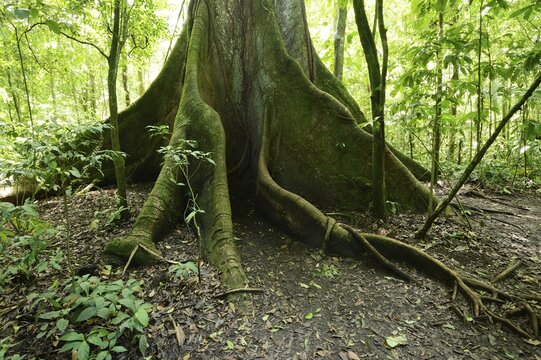Kapok tree (Ceiba pentandra) in the tropical rain forest, Rincon de la Vieja National Park, Guanacaste, Costa Rica, Central America