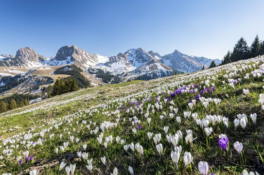 Blossoming crocus meadow near Gurnigelpass, Bernese Alps with N&uuml;nenenflue, Gantrisch, Berg Ochsen, Bernese Oberland, Canton Bern, Switzerland