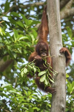 Bornean Orangutan (Pongo pygmaeus), juvenile on a tree, feeding on leaves, Singapore