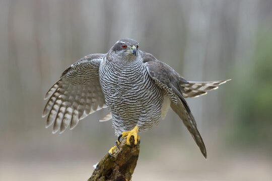 Northern Goshawk (Accipiter gentilis), adult female, shortly before take-off, Swabian Alb Biosphere Reserve, Baden-W&uuml;rttemberg, Germany