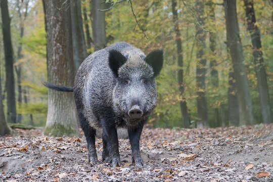 Wild Boar (Sus scrofa), captive, in the autumn forest, Hesse, Germany