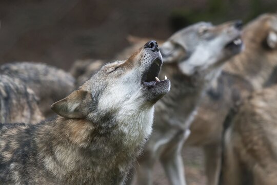 Howling Wolf (Canis lupus), captive, North Hesse, Hesse, Germany