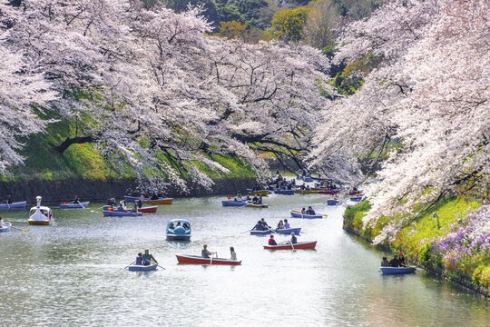 Japanese rowing in boats on the Imperial Palace canal to cherry blossom, Hanami moored, blossoming cherry trees, Chidorigafuchi Green Way, Tokyo, Japan
