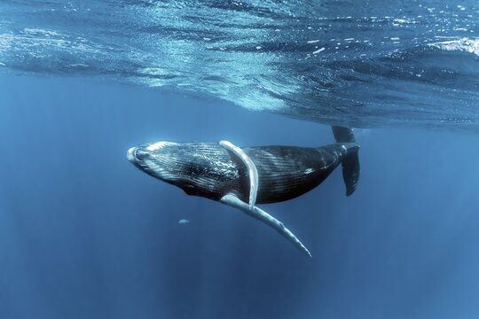 Humpback whale (Megaptera novaeangliae), playful close to the sea surface, Pacific Ocean, Rurutu, French Polynesia
