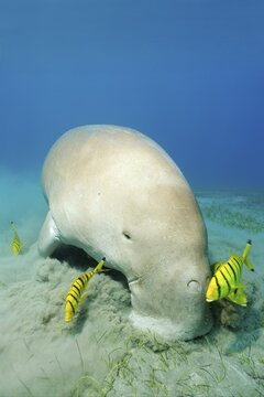 Dugong (Dugong dugon) grazing on seagrass meadow followed by Golden Trevally (Gnathanodon speciosus), Red Sea, Aqaba, Jordan