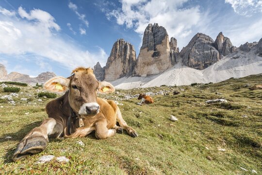 Cow on a mountain pasture, North face of the Three Peaks, Sesto Dolomites, South Tyrol, Trentino-South Tyrol, Alto-Adige, Italy