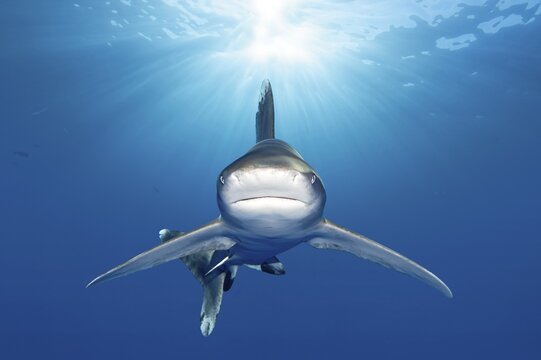 Oceanic whitetip shark (Carcharhinus longimanus) from the front in the backlight of the sun, sunbeams, Elphinstone Reef, Abu Hamra, Egypt