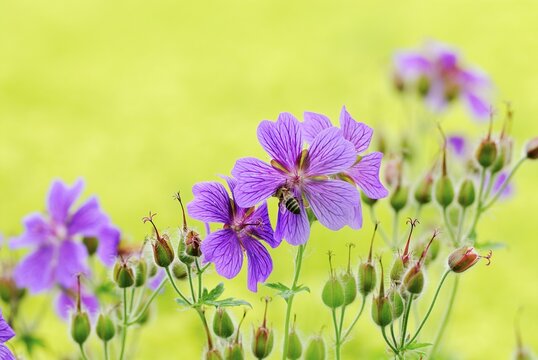 Meadow Crane's Bill (Geranium pratense), Regional Garden Show, Ulm, Baden-Wuerttemberg, Germany, Europe