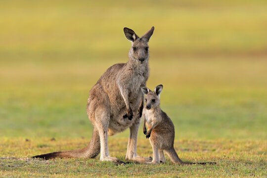 Eastern giant grey kangaroo (Macropus giganteus), adult, female, mother with young, in a meadow, Maloney Beach, New South Wales, Australia