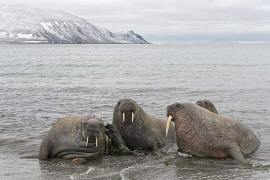 Pod of Walruses (Odobenus rosmarus) on a beach, Phipps&oslash;ya, Sju&oslash;yane, Svalbard Archipelago, Svalbard and Jan Mayen, Norway