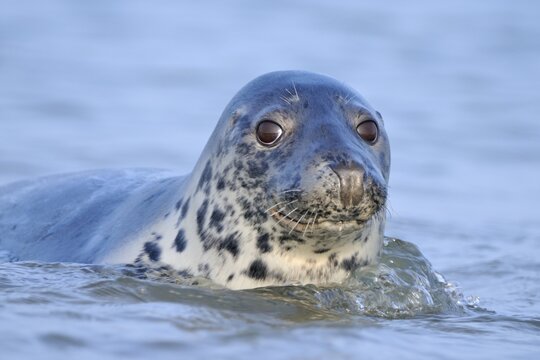 Gray seal (Halichoerus grypus), portrait