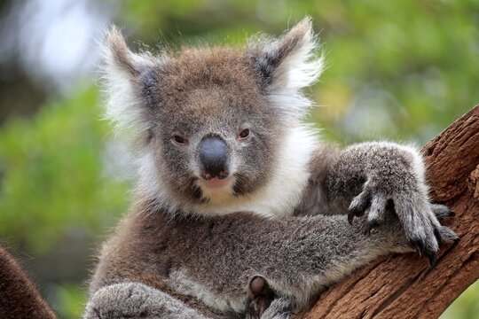 Koala (Phascolarctos cinereus), adult, animal portrait on branch, Parndana, Kangaroo Island, South Australia, Australia