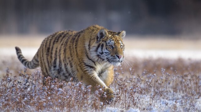 Siberian tiger (Panthera tigris altaica), captive, walking in a meadow, Moravia, Czech Republic
