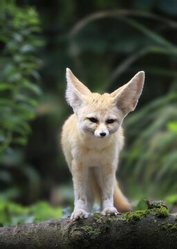 Fennec, fennec fox (Vulpes zerda), adult, watchful, captive, Occurrence North Africa