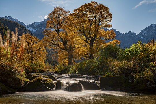 Autumnal Maple (Acer) in backlight with small mountain stream, Ahornboden, Hinterri&szlig;, Austria