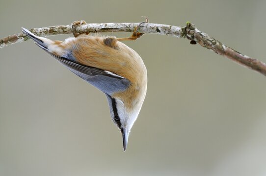 Eurasian Nuthatch (Sitta europaea) hanging on a branch