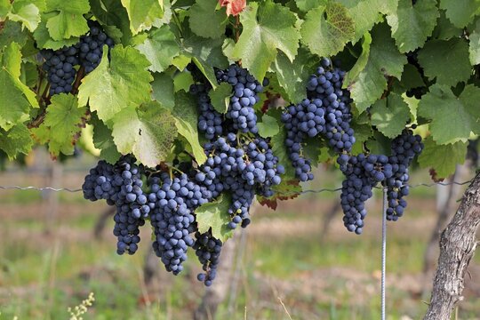 Grape vine (Vitis vinifera), Cabernet Sauvignon, with grapes, in late summer, fruit, fruits, grapes, shortly in front of harvest, in front of harvest, Ellerstadt, Rhineland-Palatinate, Germany