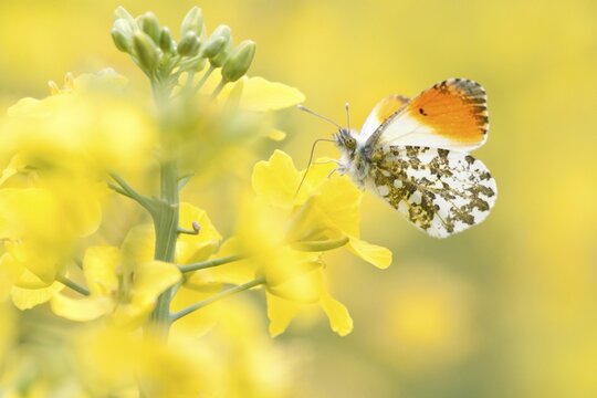 Orange Tip (Anthocharis cardamines), male, in a rape field, North Hesse, Hesse, Germany