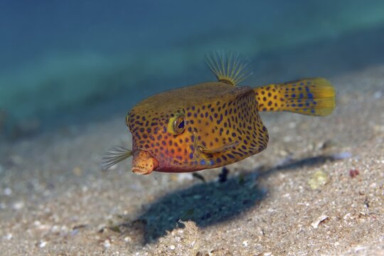 Yellow boxfish (Ostracion cubicus) swims over sandy bottom, youth form, Red Sea, Jordan