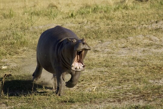 Hippopotamus (Hippopotamus amphibius), the furious hippo rushes towards a pool where its opponent is, Chobe National Park, Botswana