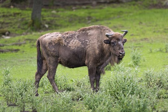 European Bison (Bison bonasus), Blekinge County, Sweden