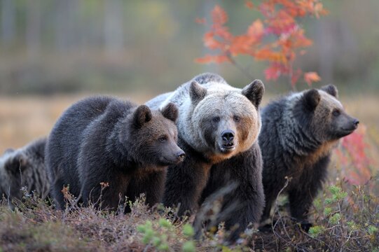Brown Bears (Ursus arctos), mother bear and cubs in the autumnally coloured taiga or boreal forest in the last light, border area to Russia, Kuhmo, Karelia, Finland