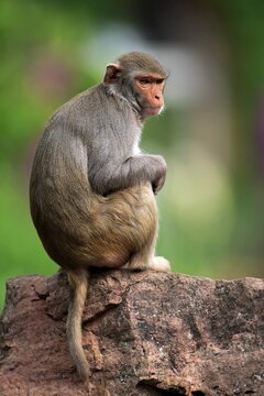 Rhesus monkey (Macaca mulatta), adult, sitting on rock, occurrence Asia