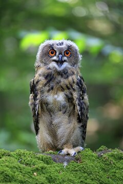 Eurasian eagle-owl (Bubo bubo), adult on lookout, hooting, Kasselburg, Eifel, Germany
