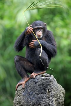 Chimpanzee, (Pan troglodytes troglodytes), adult female, uses tool, captive, occurrence Africa