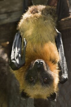 Madagascan or Madagascar Flying-fox or Madagascar Fruit Bat (Pteropus rufus) hanging in a barn, Vulnerable, IUCN 2009, Madagascar, Africa