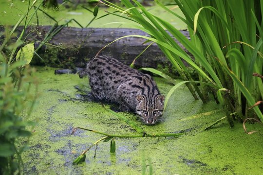 Fishing Cat (Prionailurus viverrinus), adult, at the water, hunting, native to Asia, captive, England, United Kingdom