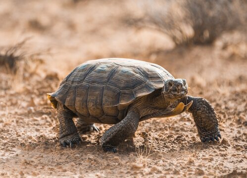 Agassiz's desert tortoise (Gopherus agassizii) walking in dry terrain, Valley of Fire, Mojave Desert, Nevada, USA