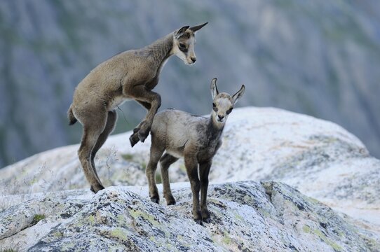 Chamois fawn (Rupicapra rupicapra) playing