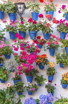 Many flowers in blue flowerpots on a house wall, Fiesta de los Patios, C&oacute;rdoba, Andalucia, Spain