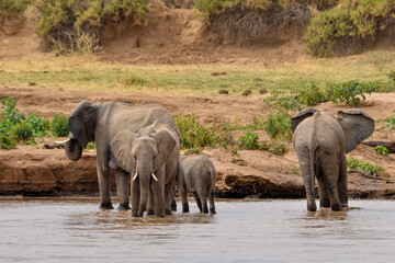 Obraz premium Eléphant d'Afrique