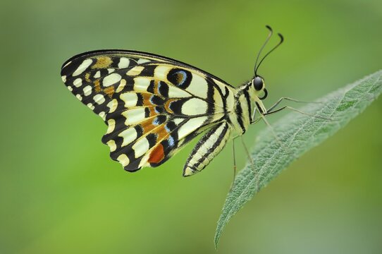 Common Lime (Papilio demoleus)