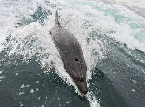 Common bottlenose dolphin (Tursiops truncatus) in Walvis Bay, Namibia