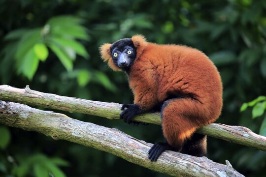 Red ruffed lemur (Varecia rubra), adult on tree, captive, incidence Madagascar