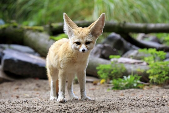 Fennec, fennec fox (Vulpes zerda), adult, watchful, captive, Occurrence North Africa