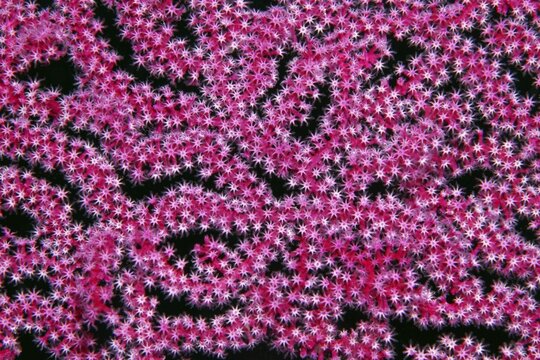 Open coral polyps on Mopsella sea fan (Mopsella) Pacific, Great Barrier Reef, UNESCO World Natural Heritage, Australia