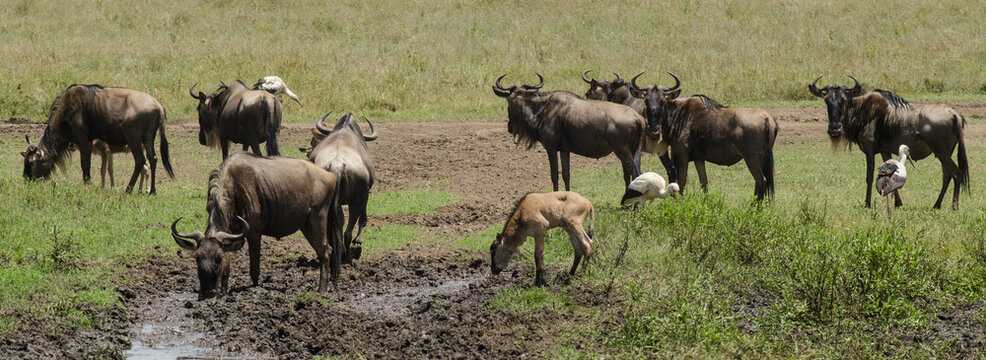 Gnou &agrave; queue noire, Cigogne blanche