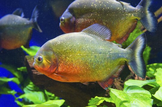 Red-bellied Piranha or Red Piranha (Pygocentrus nattereri), captive