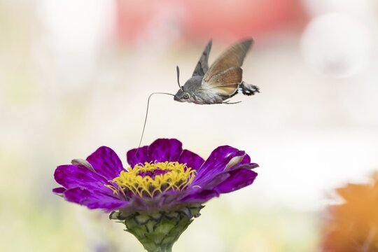 Hummingbird hawk-moth (Macroglossum stellatarum), ingesting in flight, at Zinnia blossom (Zinnia elegans), Hesse, Germany