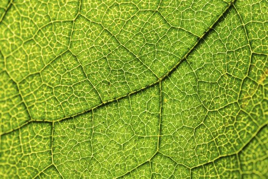 Green leaf, Hazel (Corylus), leaf veins